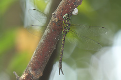 Rhionaeschna psilus