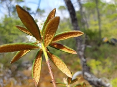 Rhododendron groenlandicum