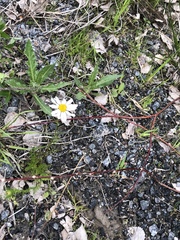 Tripleurospermum inodorum