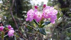 Kalmia microphylla