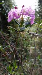Kalmia microphylla