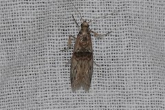 Nephopterix angustella