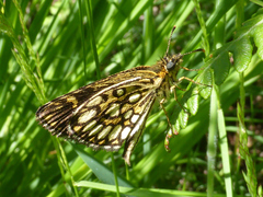 Heteropterus morpheus