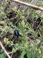 Timarcha tenebricosa