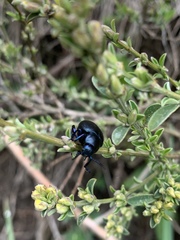 Timarcha tenebricosa
