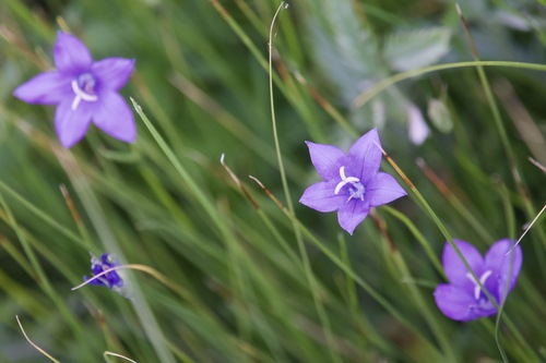 Image of Campanula parryi by (c) Owen Strickland, some rights reserved (CC BY)