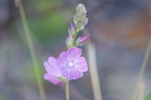 Image of Sidalcea neomexicana by (c) Owen Strickland, some rights reserved (CC BY)