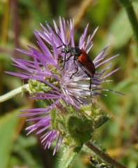 Stictoleptura cordigera