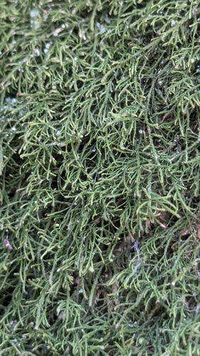 Image of Heterocladium macounii by no rights reserved