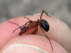Formica sanguinea