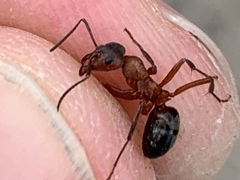 Formica sanguinea