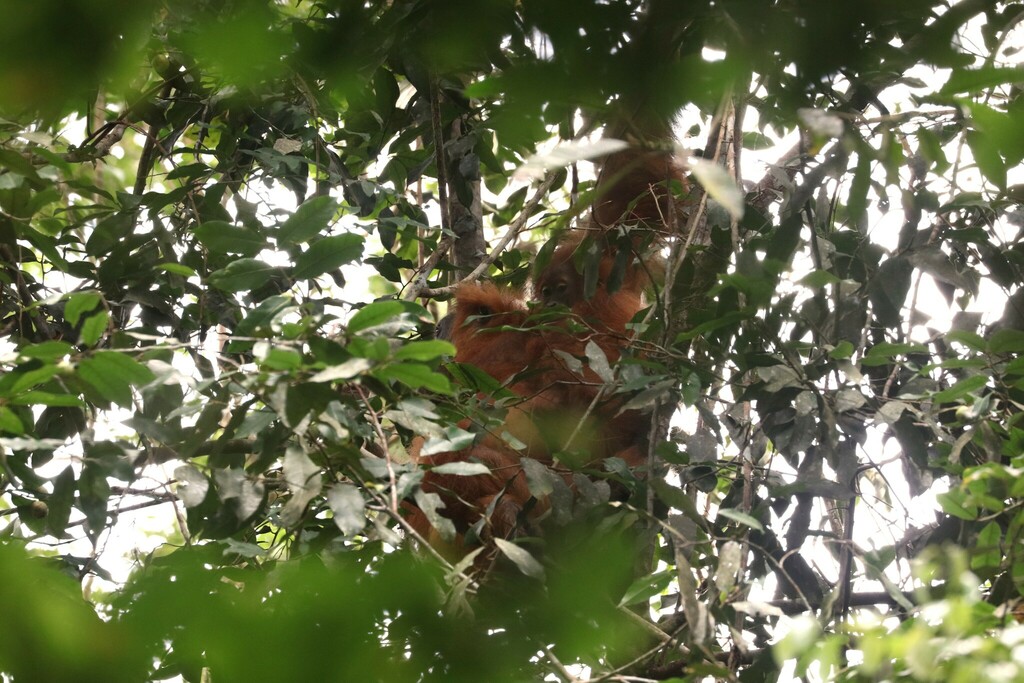 Tapanuli Orangutan (Pongo tapanuliensis)