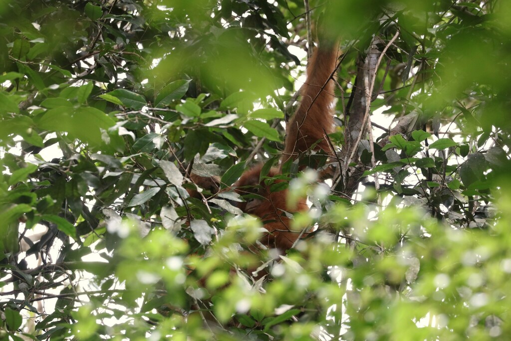 Orangutan Tapanuli (Pongo tapanuliensis)