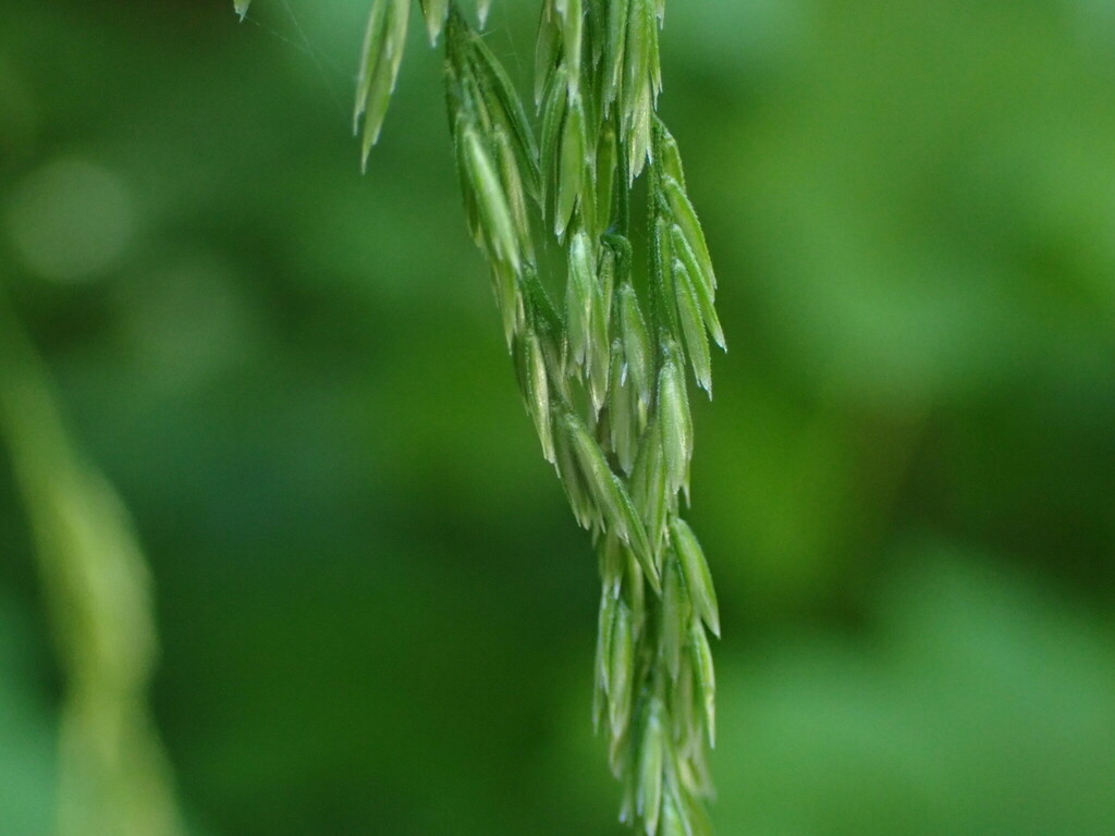 drooping woodreed