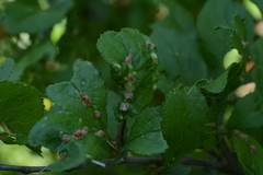 Eriophyes homophyllus