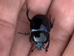 Trypocopris vernalis