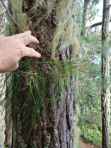Image of Caribbean Pine (Pinus caribaea) by (c) Mike Bowie, some rights reserved (CC BY)