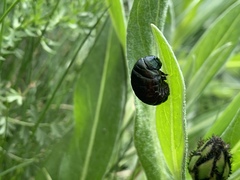 Timarcha tenebricosa