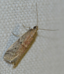 Ephestia elutella