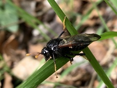 Cimbicidae