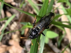 Cimbicidae