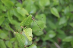 Lestes forficula