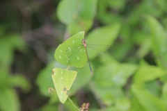 Lestes forficula