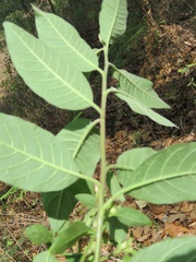 Cestrum roseum