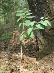 Cestrum roseum