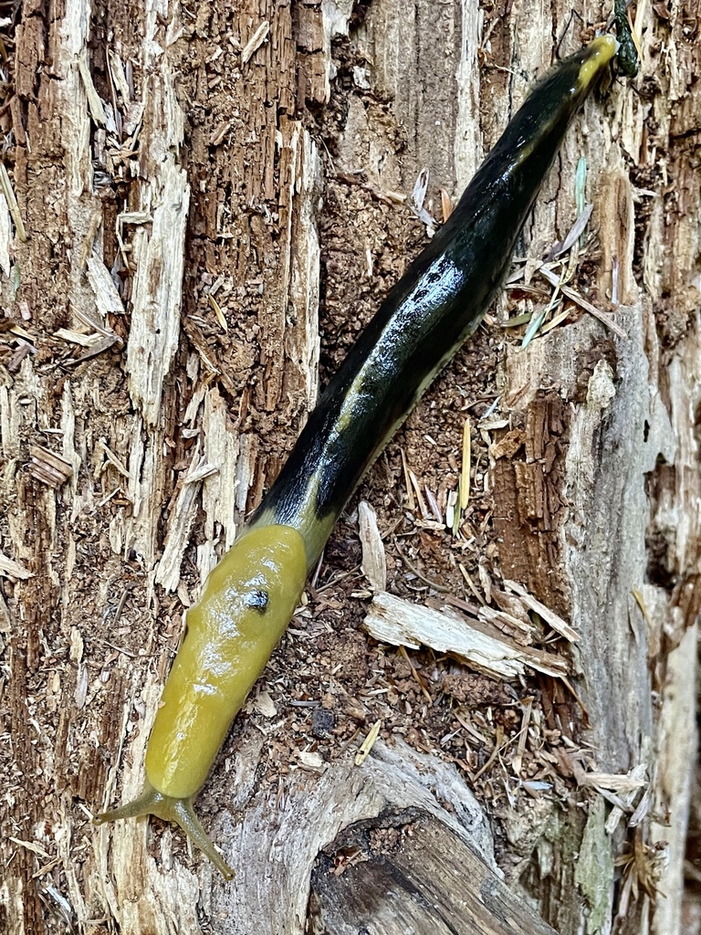 Ariolimax buttoni