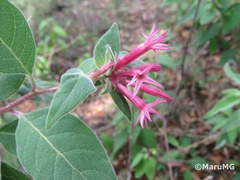 Cestrum roseum