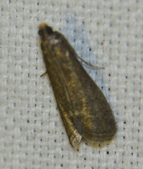 Eccopisa effractella