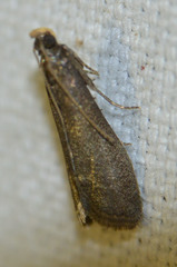 Eccopisa effractella