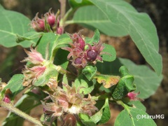 Cestrum roseum