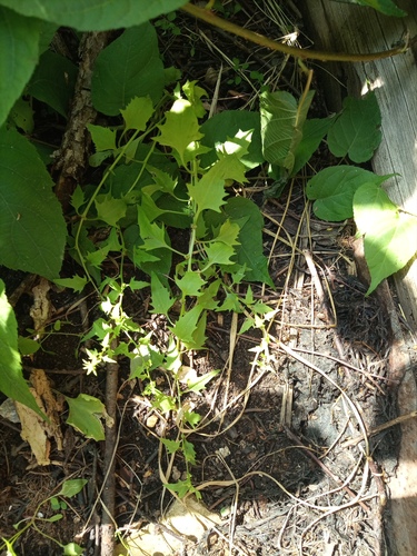 Strawberry goosefoot (Chenopodium foliosum)