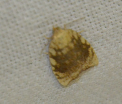 Aleimma loeflingiana