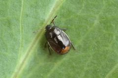 Legnotus limbosus