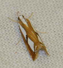 Catoptria permutatellus