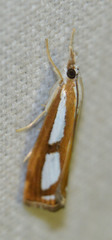 Catoptria permutatellus