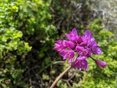 Lophioprason