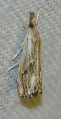 Catoptria verellus