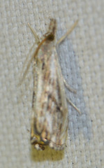 Catoptria verellus