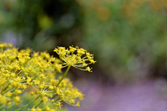 Anethum graveolens