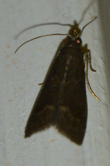 Eccopisa effractella