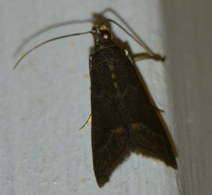 Eccopisa effractella