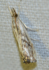 Catoptria verellus