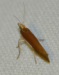 Ypsolopha parenthesella