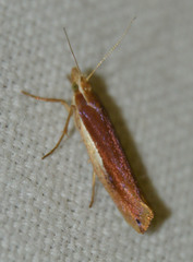 Ypsolopha parenthesella