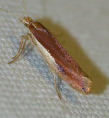 Ypsolopha parenthesella