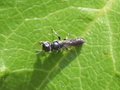Crossocerus